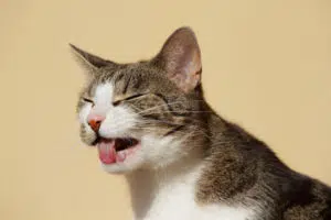 éternuement du chat